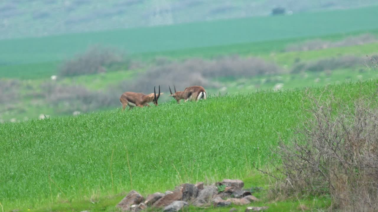 Two male Mountain Gazelles engage in a dramatic battle amidst a wheat field in the lush spring landscape of the Lower Galilee.