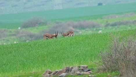 two male mountain gazelles engage in a dramatic battle amidst a wheat field in the lush spring landscape of the lower galilee.