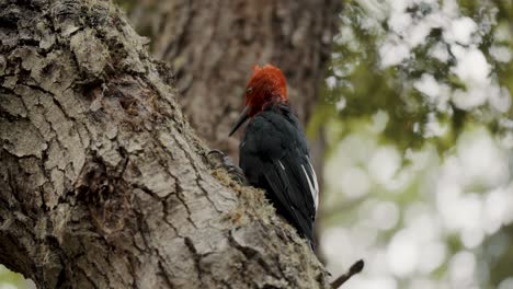 Male-Magellanic-Woodpecker-Pecking-On-Tree-Bark-In-The-Forest