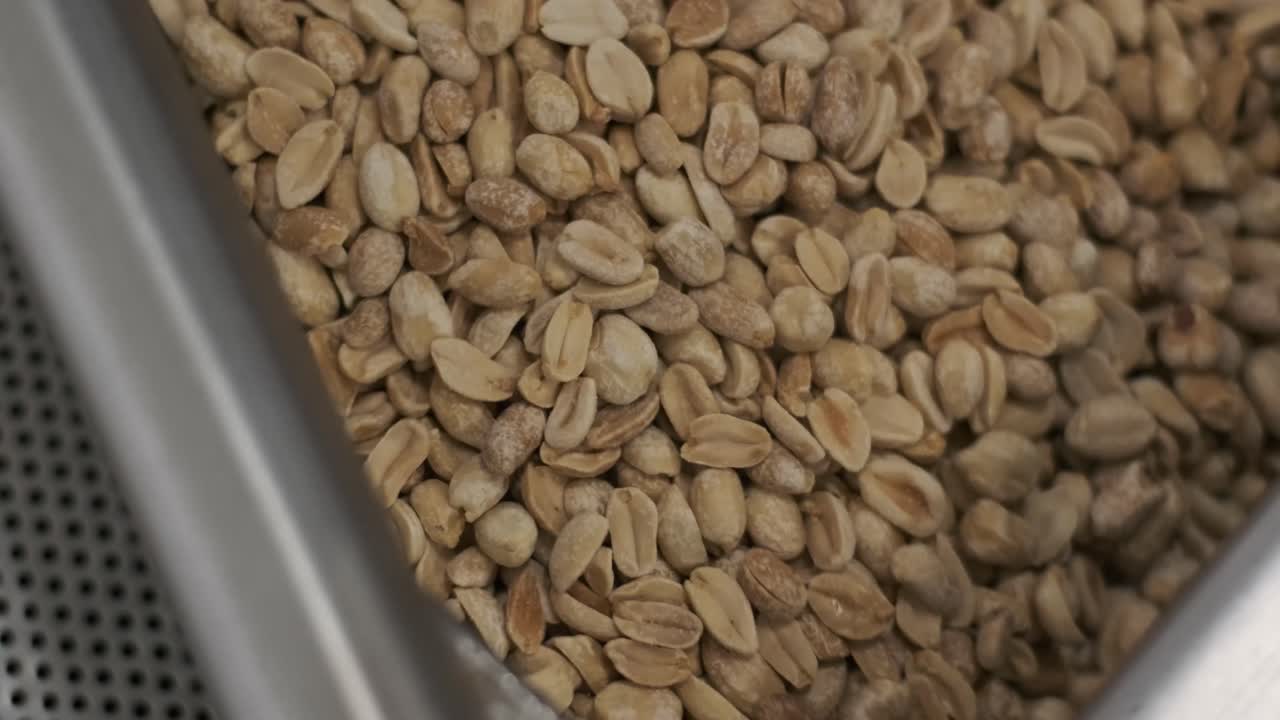 땅콩 기, 견과류 공장에서 분류 작업, 기 땅콩 포장 생산 라인