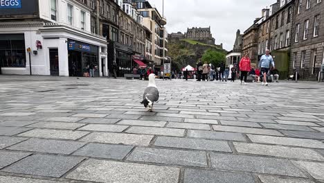 seagull walking on cobblestone street during festival