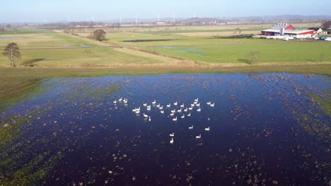 Luftaufnahme-Eines-Schwarms-Schwäne,-Der-Im-Wasser-Auf-Einem-überfluteten-Feld-Schwimmt