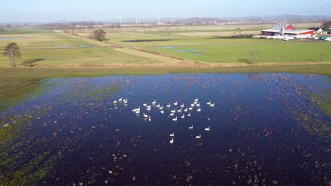 vista aérea de la bandada de cisnes nadando en el agua en el campo inundado