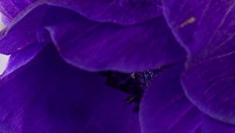 close-up of a deep purple anemone flower