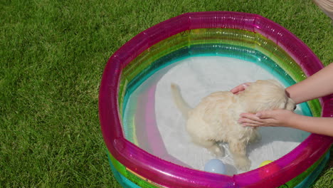 woman bathing a golden retriever puppy in a small outdoor pool