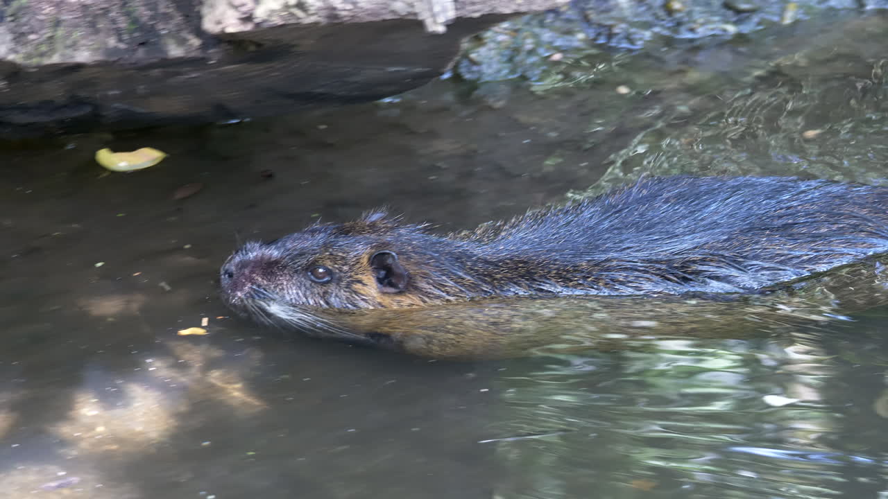 captura de pantalla de un castor salvaje nadando en un arroyo natural durante el día soleado - cámara lenta 4k filmada en calidad prores