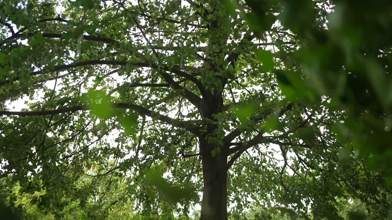 Close-up of green leaves moving in strong wind, in Slow Motion