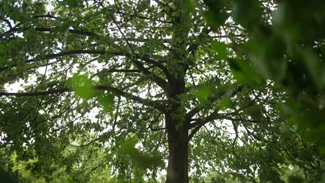 close-up of green leaves moving in strong wind, in slow motion