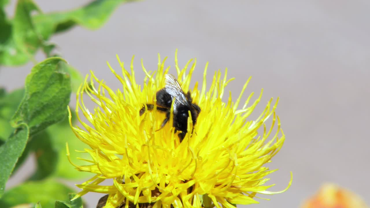 음식을 찾는 노란 꽃에 범블 비의 매크로 클로즈업 샷