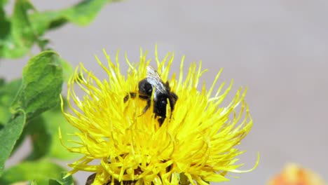 un primer plano macro de un abejorro en una flor amarilla en busca de comida