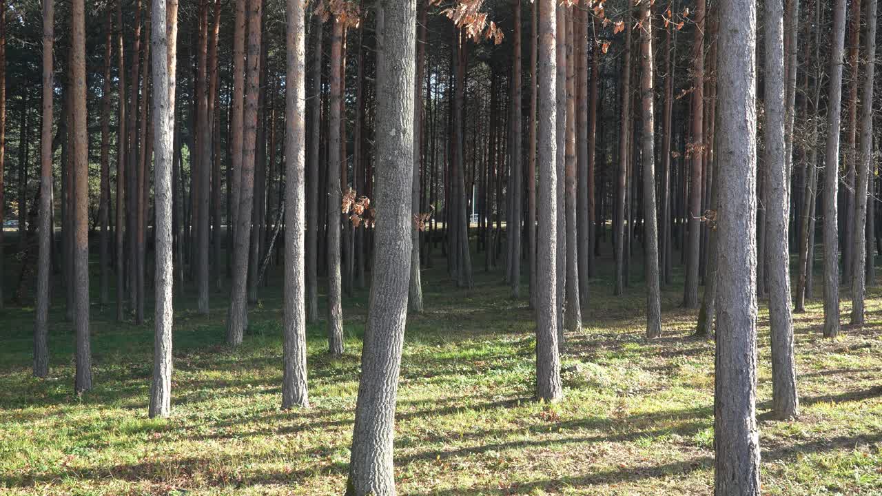 Tall slender trunks form orderly vertical lines across a sunlit woodland, with soft shadows stretching over green ground cover and dense background trees adding depth to the peaceful forest landscape