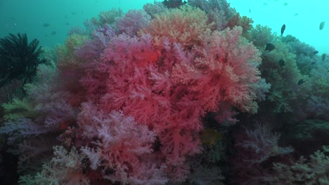 mixed colorful soft corals close up on tropical coral reef