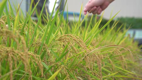 hand touching the beautiful ripen golden crops, close up shot at rice paddy field, douliu city, yunlin county, taiwan, asia