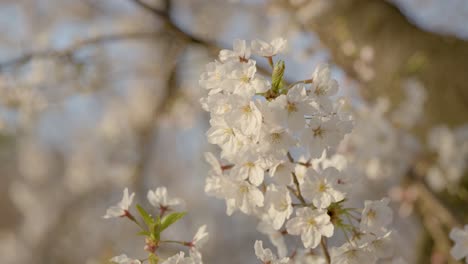 the best cherry blossom in yokohama