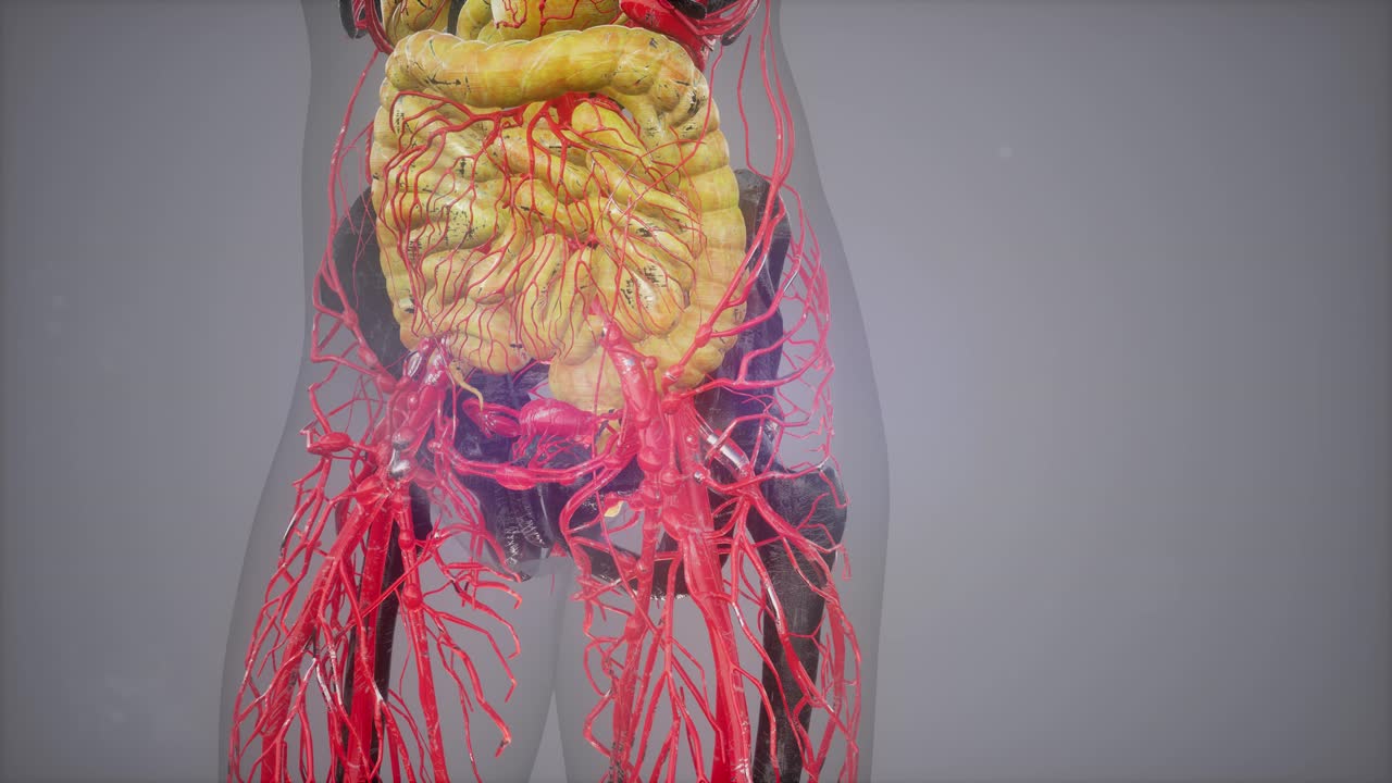 ilustración del modelo del cuerpo humano