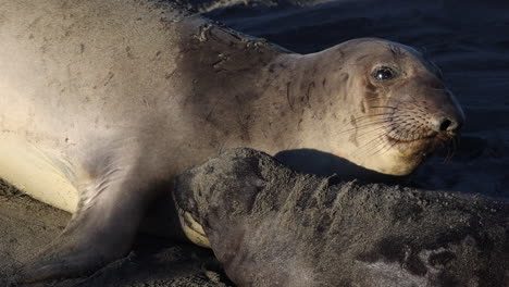 Nahaufnahmen-Eines-Robbenjungen-Und-Einer-Robbenmutter,-Die-Zusammen-Am-Strand-Entlang-Der-Kalifornischen-Küste-In-Den-Vereinigten-Staaten-Von-Amerika-Liegen