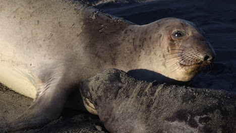 imágenes de primer plano de un cachorro de foca y una foca madre acostados juntos en la playa a lo largo de la costa de california en los estados unidos de américa