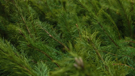 close-up - green conifer stems lie cut down next to each other tilt