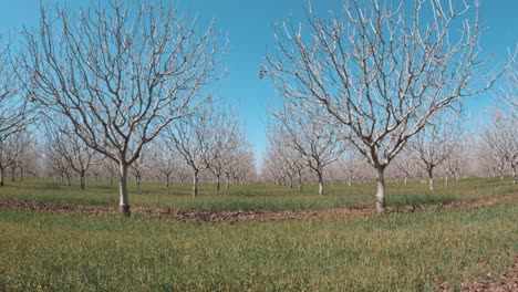 walking-through-small-trees-that-are-planted-in-rows