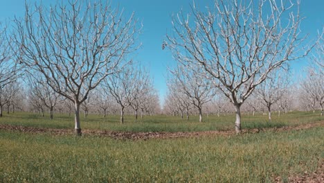 caminando a través de pequeños árboles que están plantados en filas