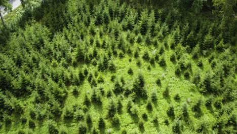 Pinos-Jóvenes-En-Una-Plantación-En-Bohuslan,-Suecia