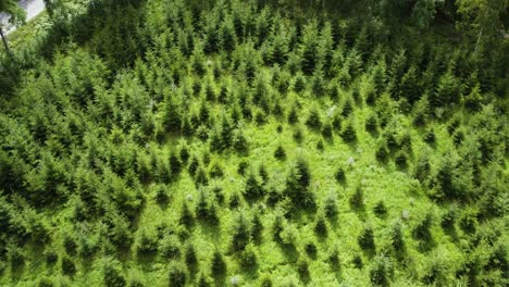 young pine trees at plantation in bohuslan, sweden