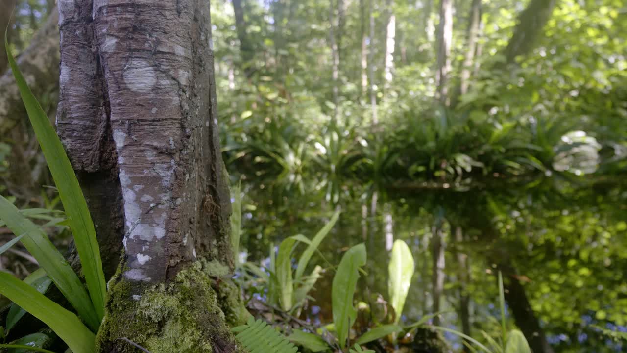 el paisaje del exuberante bosque tropical