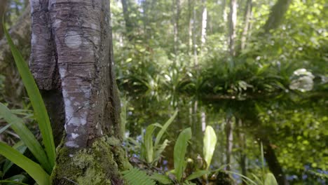 lush tropical forest scene