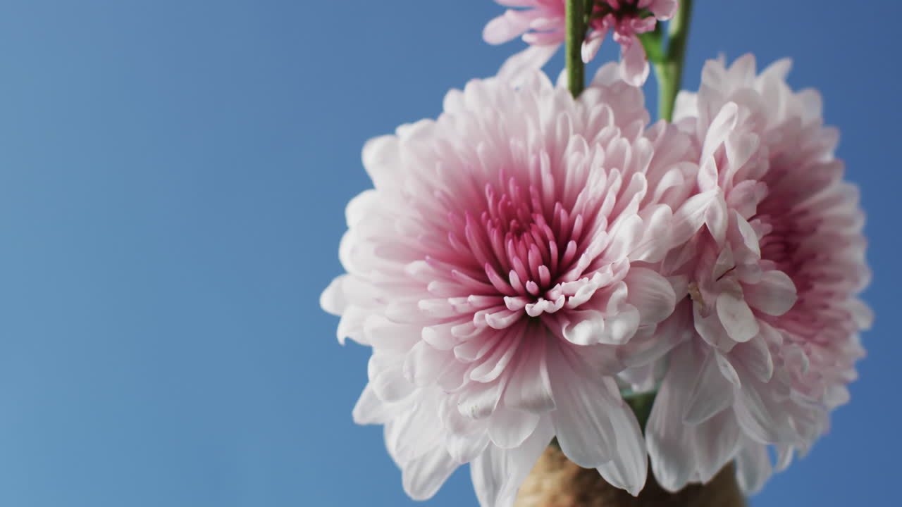 video de flores blancas y rosadas en un jarrón blanco con espacio de copia sobre fondo azul