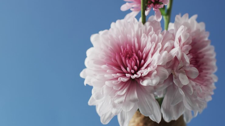 Video of white and pink flowers in white vase with copy space on blue background