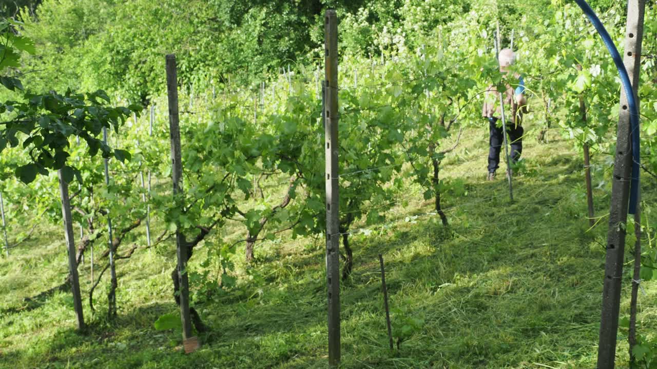 Senior winegrower trimming young vineyards on a sunny day, skillfully using secateurs while working uphill in the picturesque Italian countryside, surrounded by lush green rows of vines