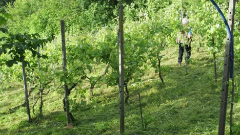 senior winegrower trimming young vineyards on a sunny day, skillfully using secateurs while working uphill in the picturesque italian countryside, surrounded by lush green rows of vines