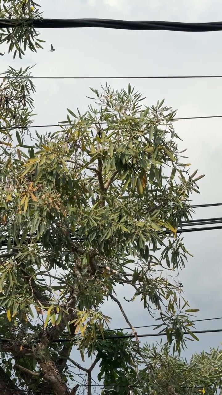 Albero verde che ondeggia al vento contro un cielo nuvoloso