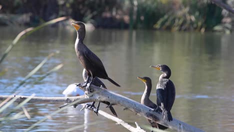 Cormoranes-De-Doble-Cresta-Posados-En-La-Rama-De-Un-árbol