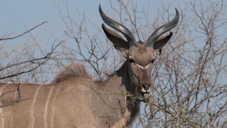 Hungriger-Großer-Kudu-Männchen,-Der-Die-Blätter-Eines-Dornigen-Baumes-In-Afrika-Frisst