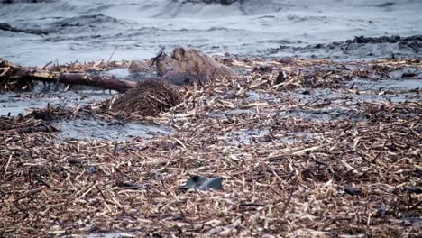 Organic-debris-floating-in-black-water-after-a-flood