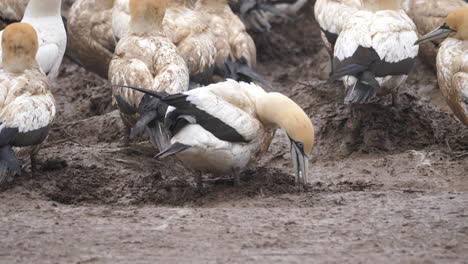 cape gannet digs muddy ground among colony at bird island, lambert's bay south africa