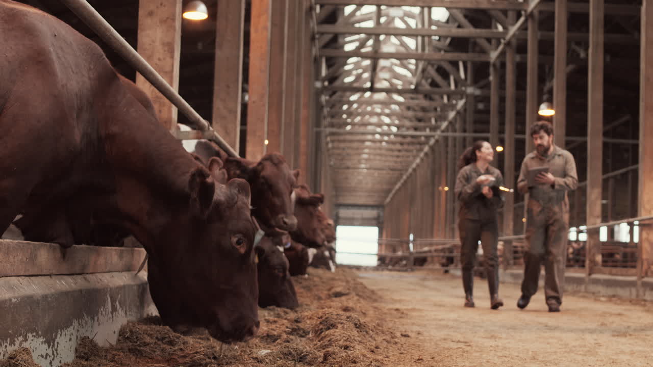 Farmers Walking and Cows Feeding in Barn