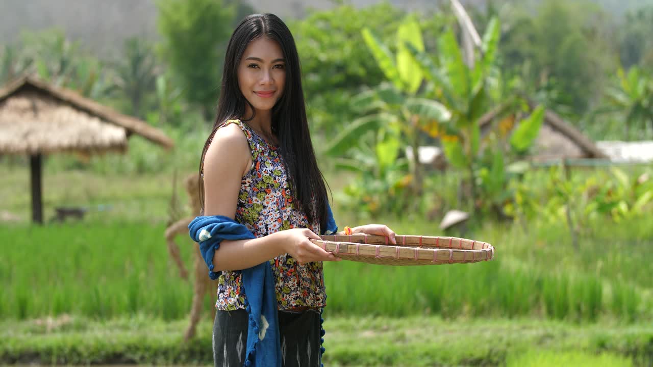 Woman Harvesting Rice in a Thai Rice Paddy