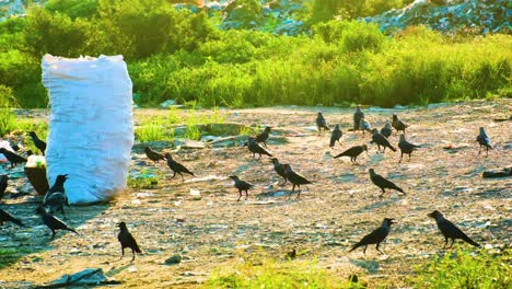 flock of crow birds feeding near garbage landfill site