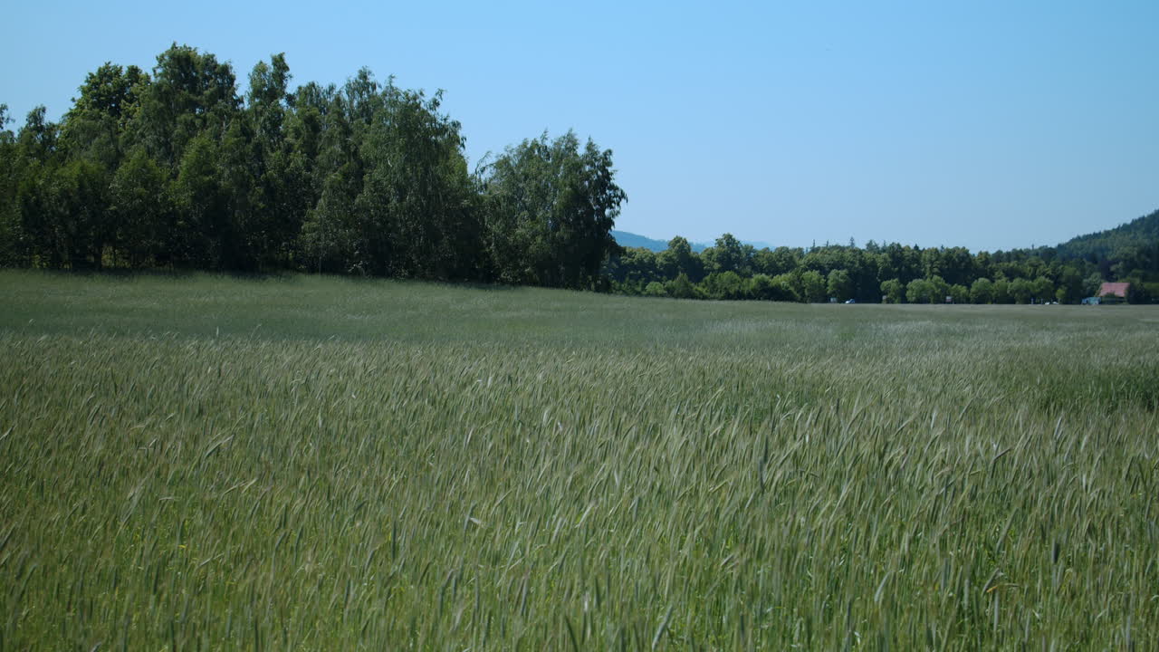 Tall grass swaying in summer wind blowing around in meadow with trees