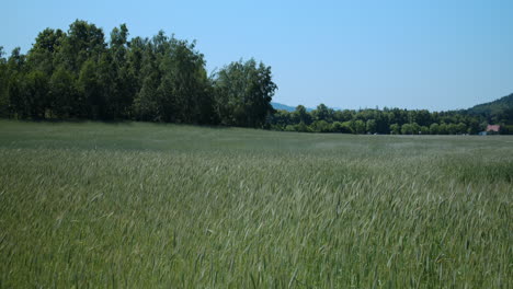 tall grass swaying in summer wind blowing around in meadow with trees