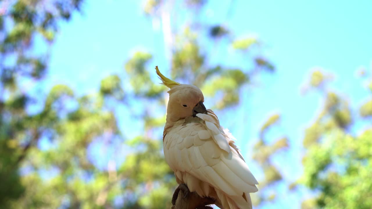 hermosa cacatúa con cresta de azufre, cacatua galerita con cresta amarilla, encaramada en la copa de un árbol, acicalándose y arreglando sus plumas blancas contra un fondo de hoja borroso y soñador