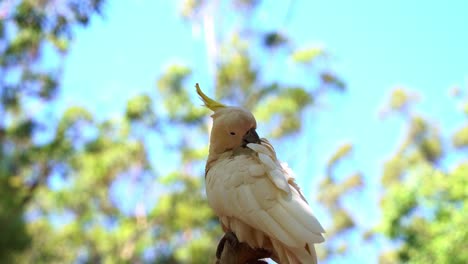 Hermosa-Cacatúa-Con-Cresta-De-Azufre,-Cacatua-Galerita-Con-Cresta-Amarilla,-Encaramada-En-La-Copa-De-Un-árbol,-Acicalándose-Y-Arreglando-Sus-Plumas-Blancas-Contra-Un-Fondo-De-Hoja-Borroso-Y-Soñador