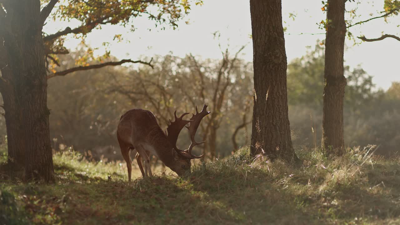ciervos en barbecho en el bosque de otoño