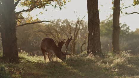 fallow deer in autumn forest