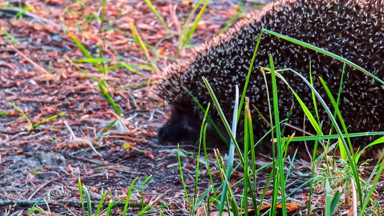 Einheimischer europäischer Igel in der Natur beobachtet