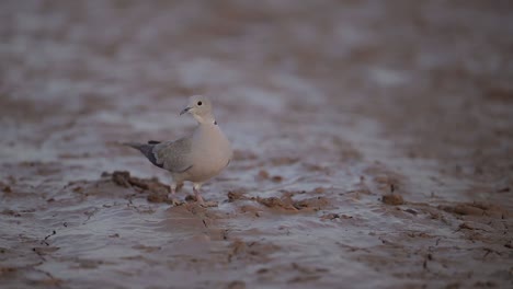 Eurasian-collared-dove--searching-food