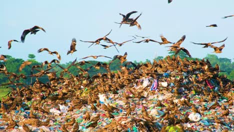 Cometas-Negras-Comiendo-De-Un-Montón-De-Basura-En-El-Vertedero