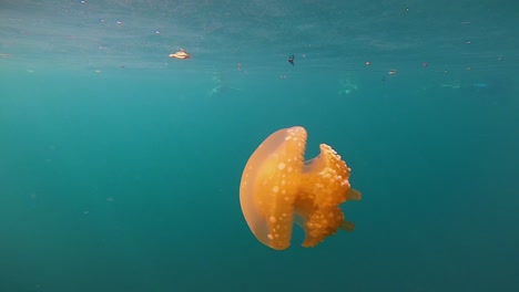 a orange jellyfish swimming in slow motion